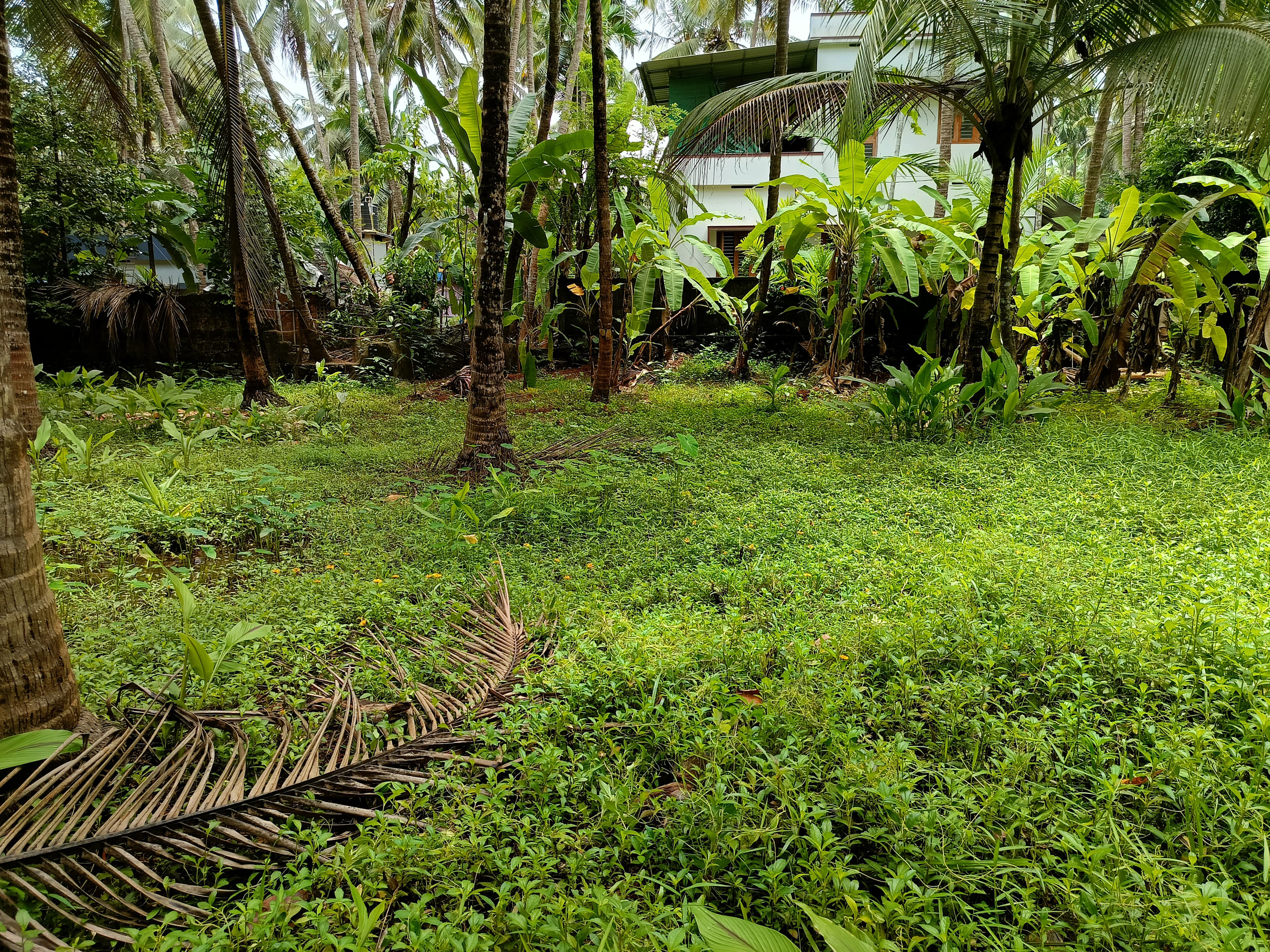 Plot for sale in Chelannur — photo 2