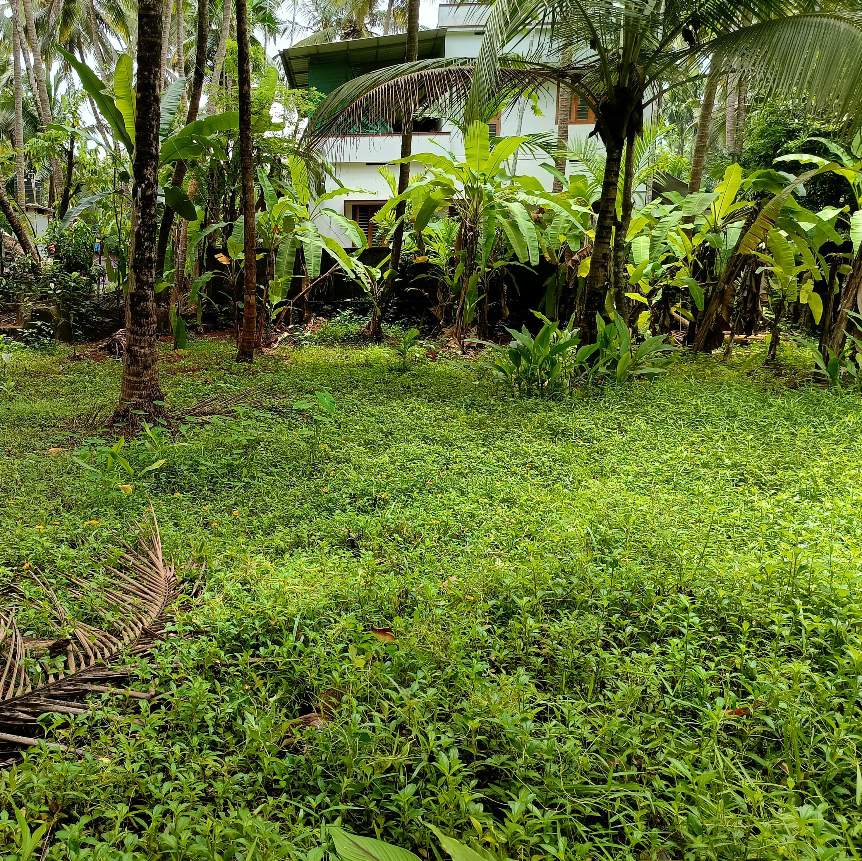 Plot for sale in Chelannur — photo 3