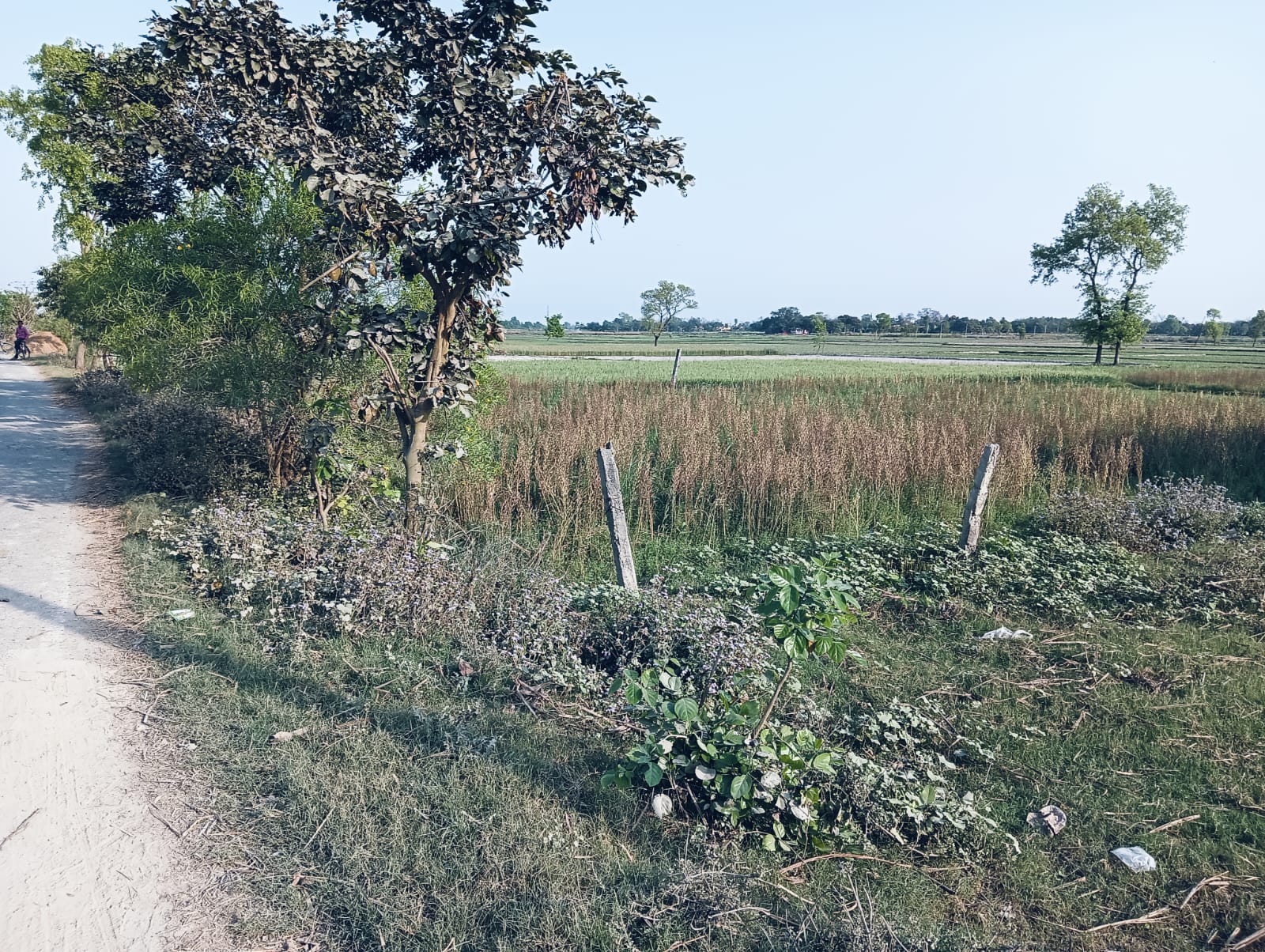 OPEN PLOT AT VILLAGE for sale in JOGAPATTI Narkatiaganj — photo 2
