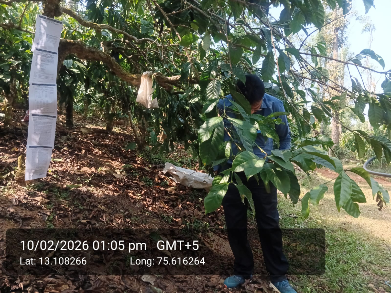Plantation coffee for sale in HYARGUDDE Mudigere — photo 1